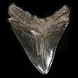 Bargain, Megalodon Tooth - South Carolina #37353-2